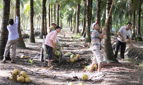 Doanh nghiệp xuất khẩu dừa sắp cán đích tỷ USD 