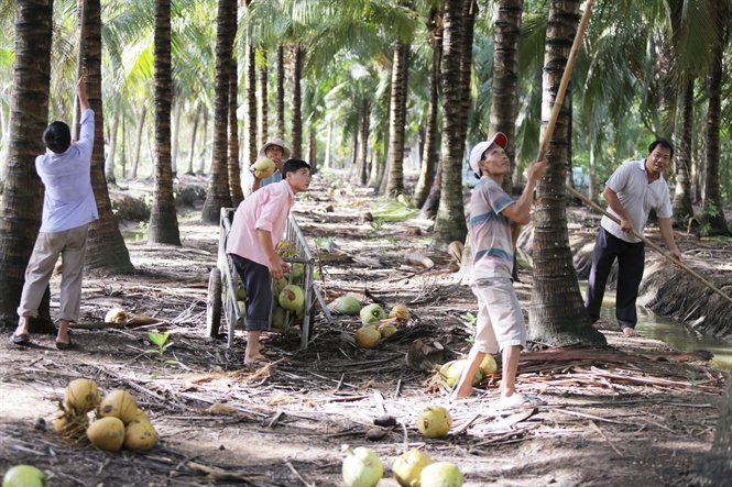 Trái dừa và sản phẩm từ cây, lá dừa đang có tiềm năng xuất khẩu lớn