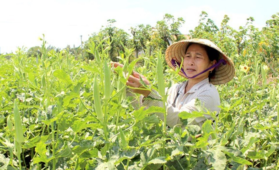 Quả đậu bắp xuất sang EU bị yêu cầu chứng thư kiểm soát thuốc bảo vệ thực vật