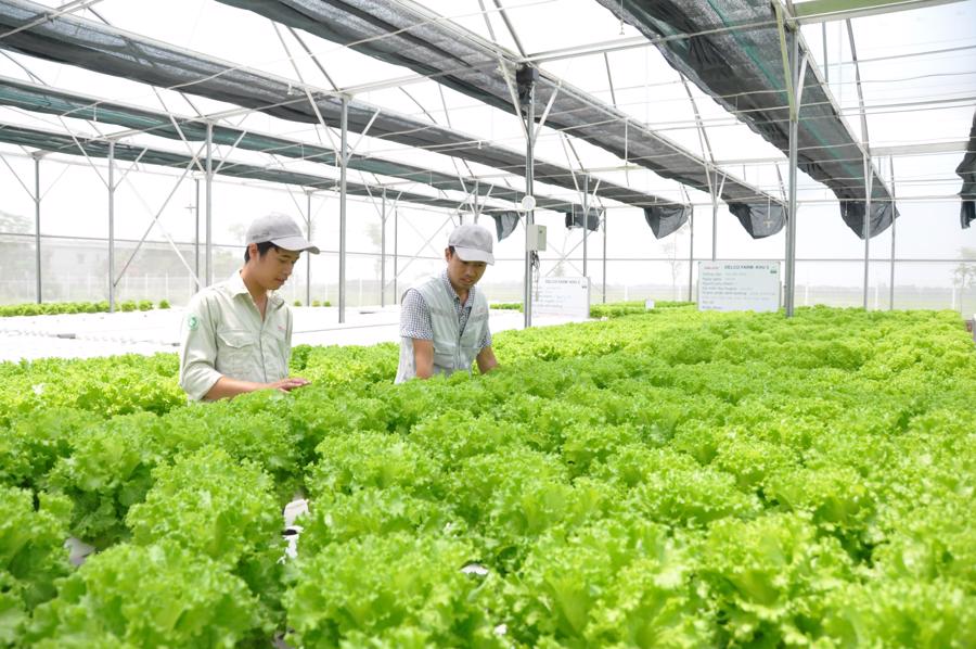 TP.HCM trả lương và đãi ngộ cao để thu hút chuyên gia trong lĩnh vực ông nghiệp công nghệ cao, công nghệ sinh học.