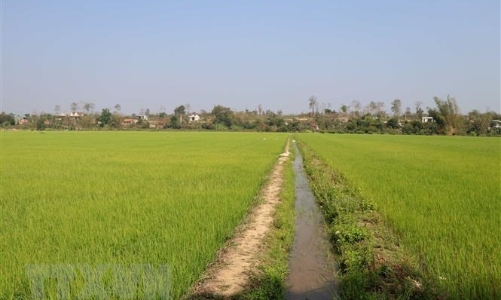 Thí điểm trình tự, thủ tục chấp thuận chuyển mục đích sử dụng đất trồng lúa dưới 500 ha tại Khánh Hòa