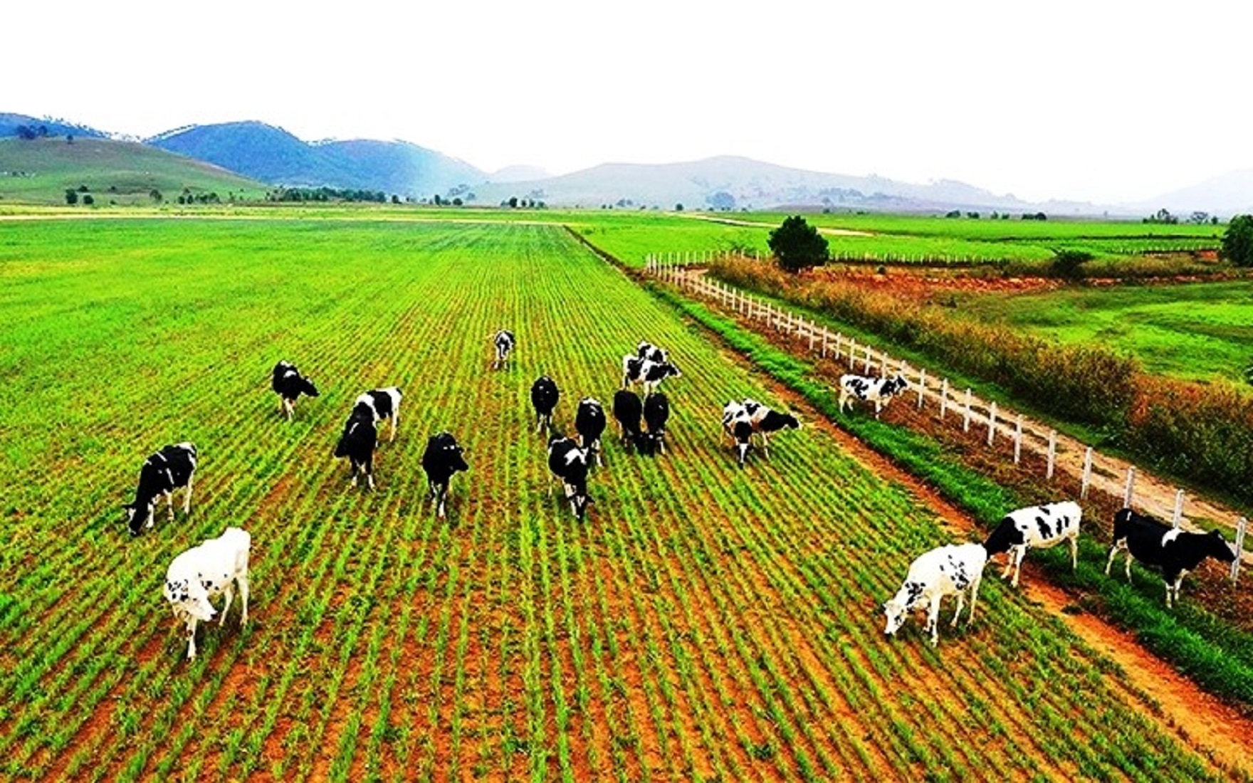 Các doanh nghiệp Việt Nam đã đầu tư mạnh mẽ sang Lào ở lĩnh vực chăn nuôi và trồng trọt.