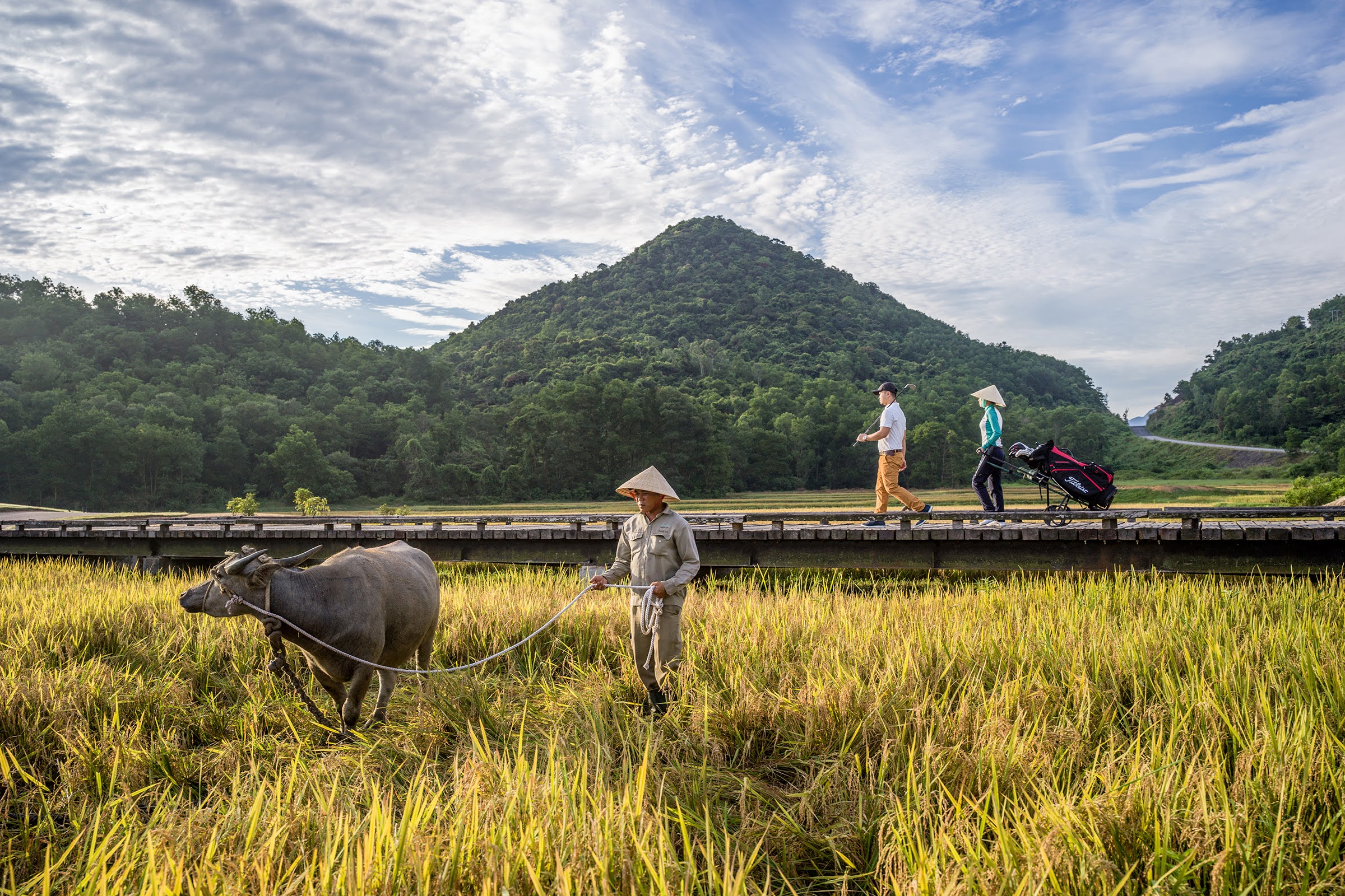 Cánh đồng lúa và những chú trâu nước tại Laguna Lăng Cô.