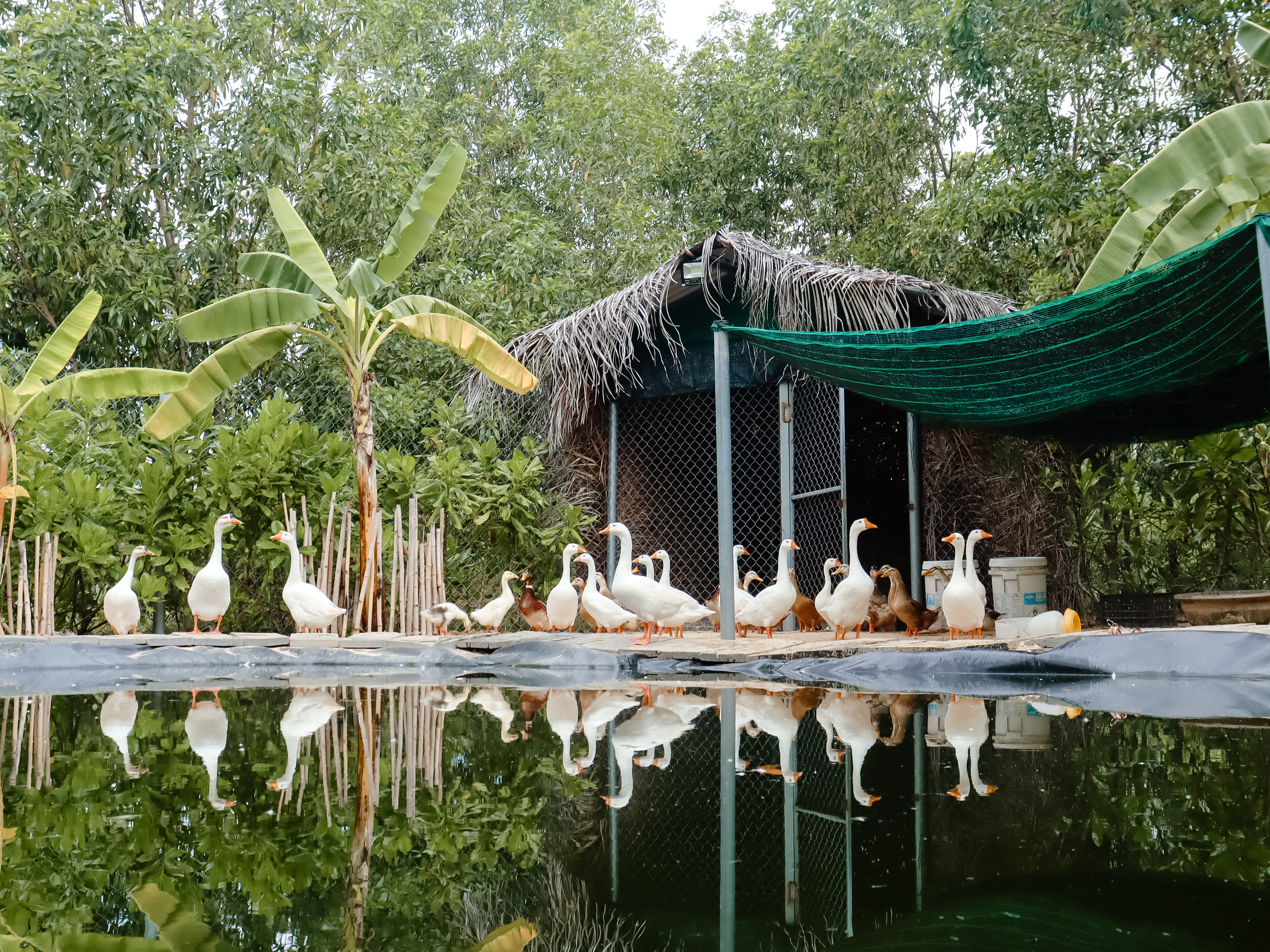 Trang trại hữu cơ tại The Anam Cam Ranh.