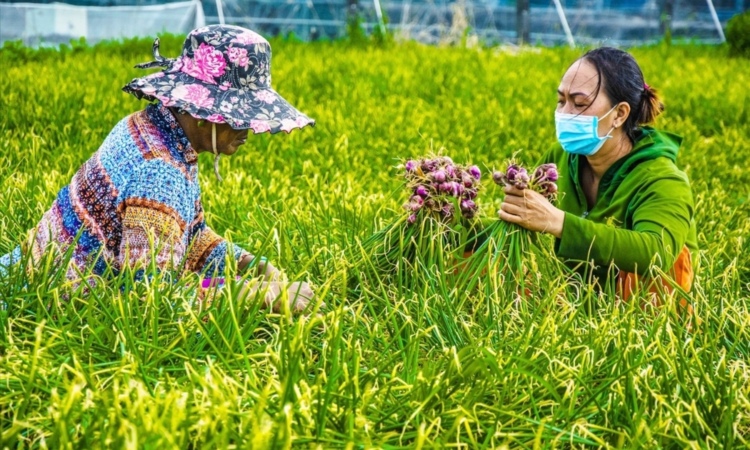 Sóc Trăng hỗ trợ người dân phát triển kinh tế - Ảnh: Ủy ban Dân tộc