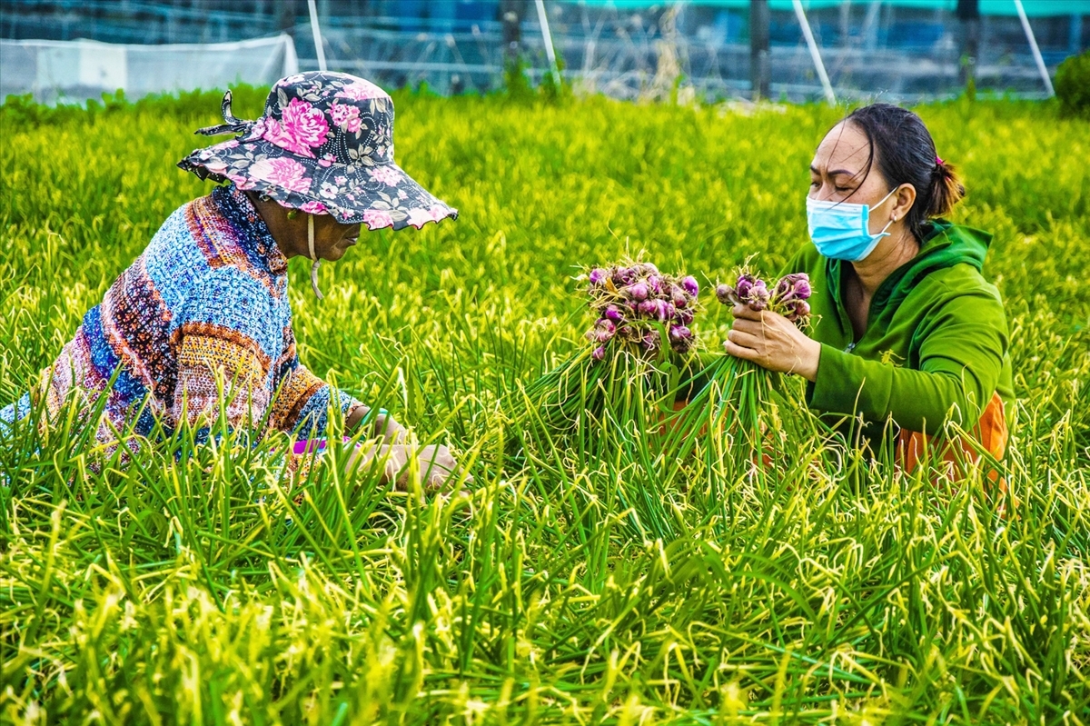 Sóc Trăng hỗ trợ người dân phát triển kinh tế - Ảnh: Ủy ban Dân tộc