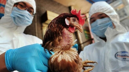 People entering Vietnam monitored for bird flu