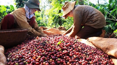Measures needed to boost coffee value