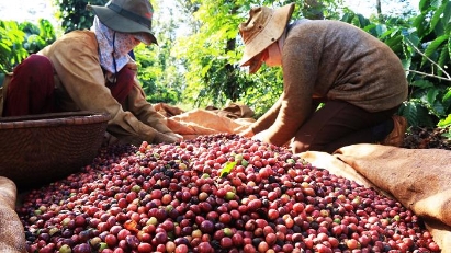 Measures needed to boost coffee value