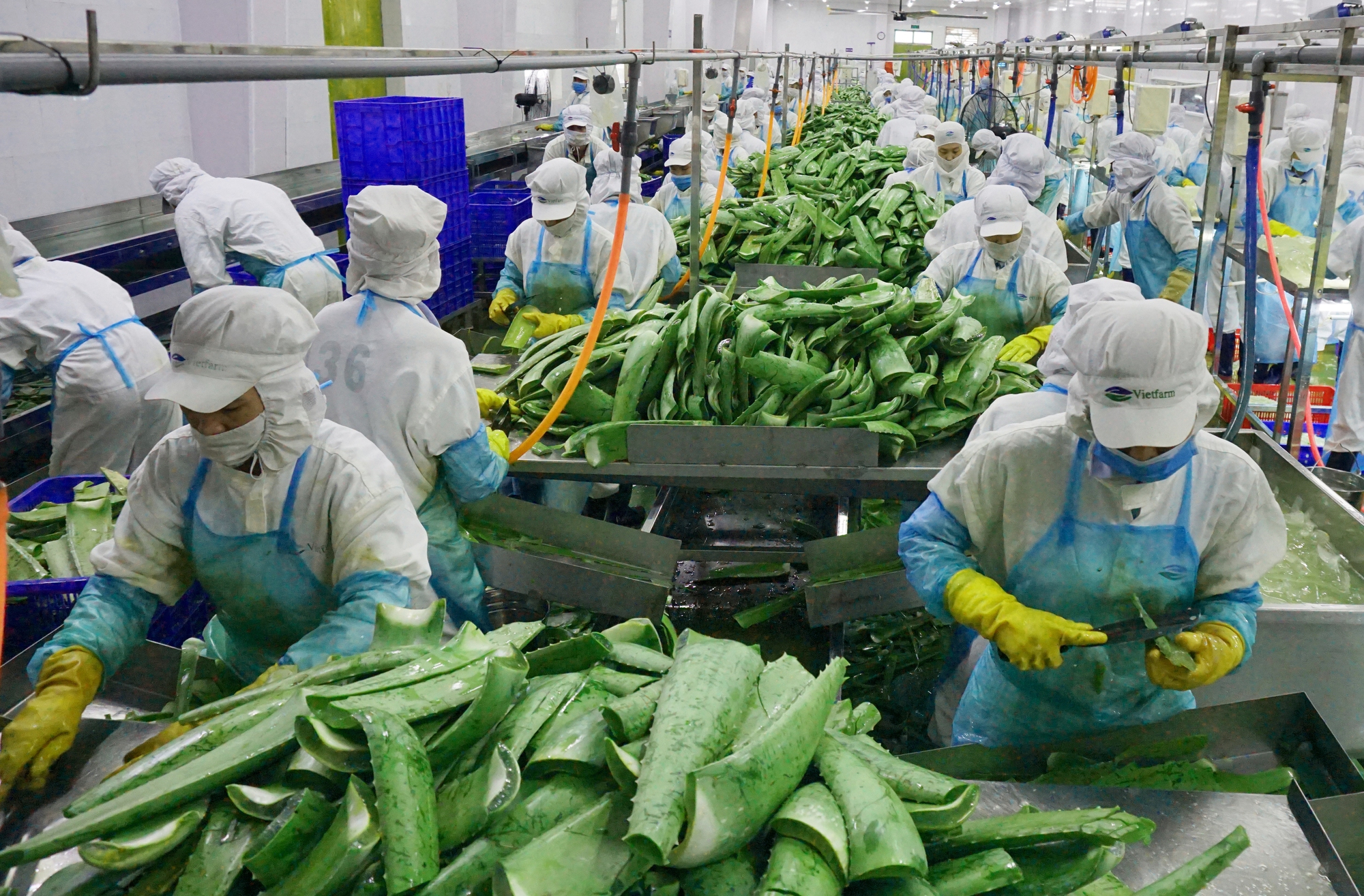 Với các cam kết trong UKVFTA, rau quả Việt Nam có lợi thế tiếp cận thị trường Anh.