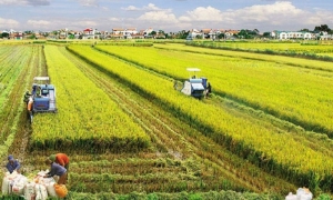 Luật Đất đai sửa đổi cần “cởi trói” cho đất nông nghiệp