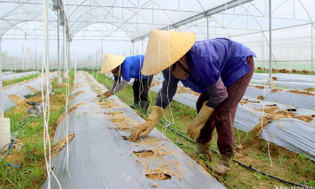 Mô hình trồng rau công nghệ cao ở Nghệ An