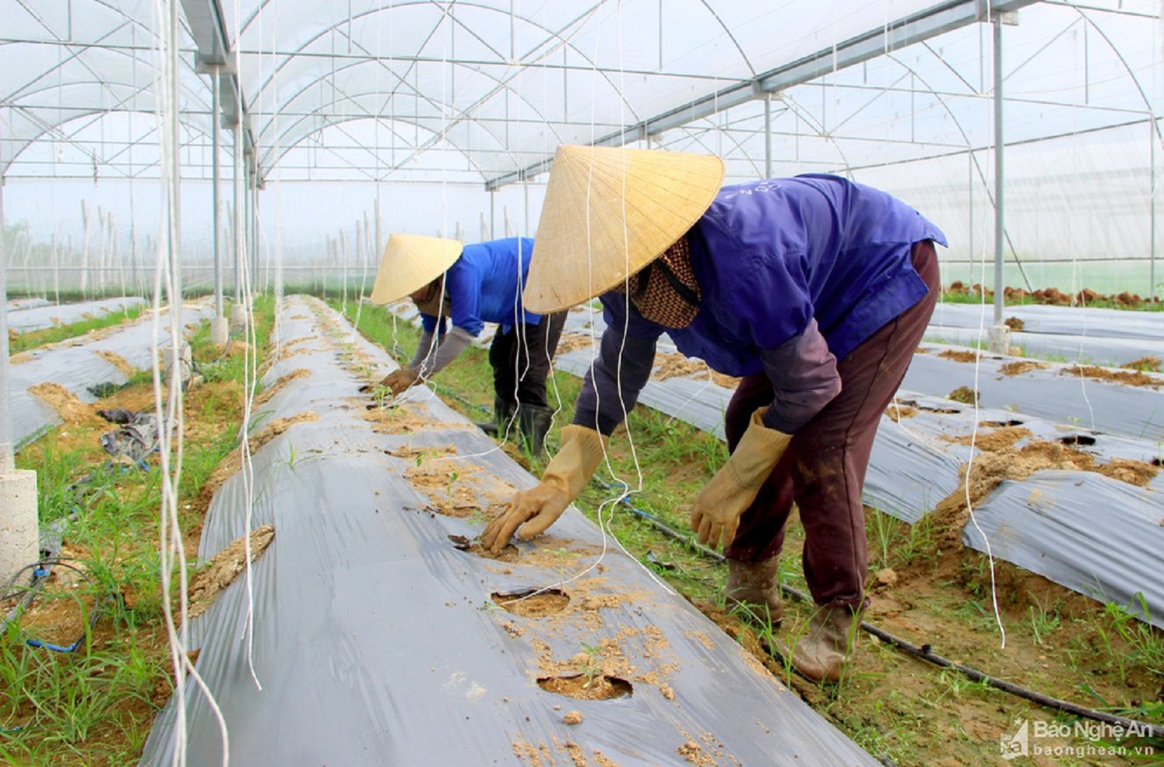 Mô hình trồng rau công nghệ cao ở Nghệ An