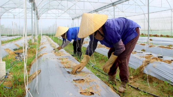 Miền Trung đẩy mạnh nông nghiệp xanh, bền vững