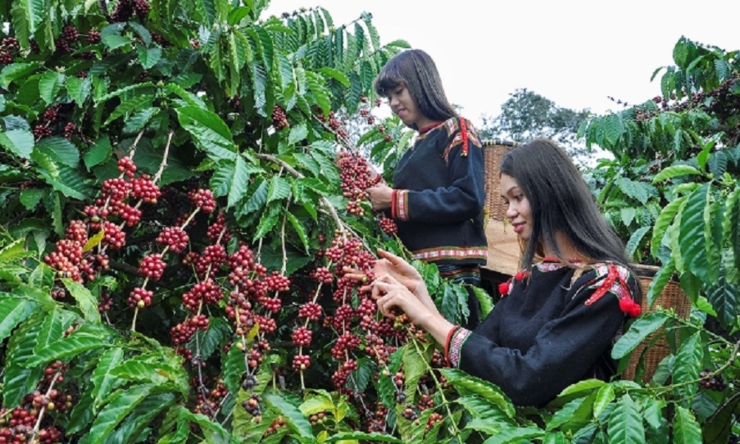 Đắk Lắk và Lâm Đồng có diện tích trồng cà phê lớn nhất và cho sản lượng lớn nhất cả nước.