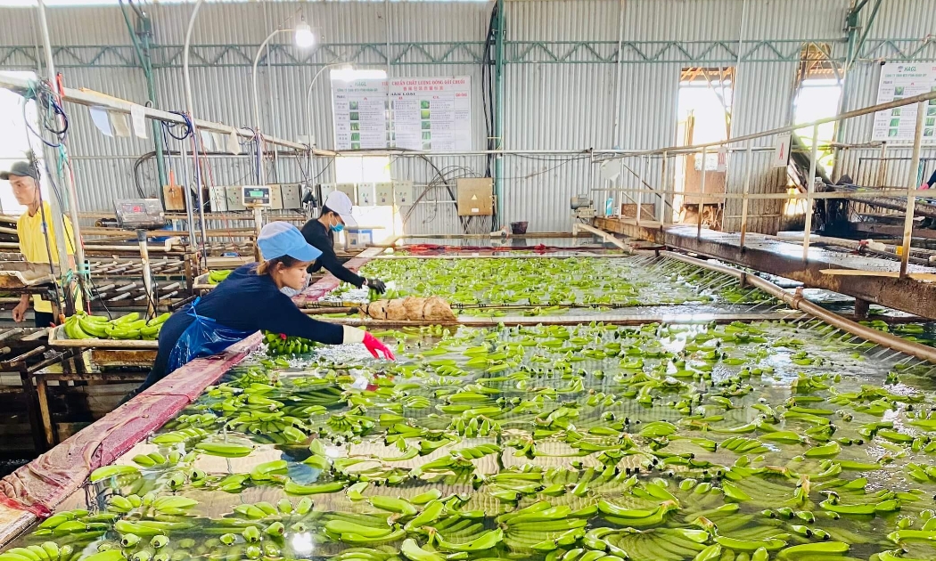 HAG cho biết, ngành trái cây đạt 210 tỷ đồng với sản lượng đạt 19.345 tấn.
