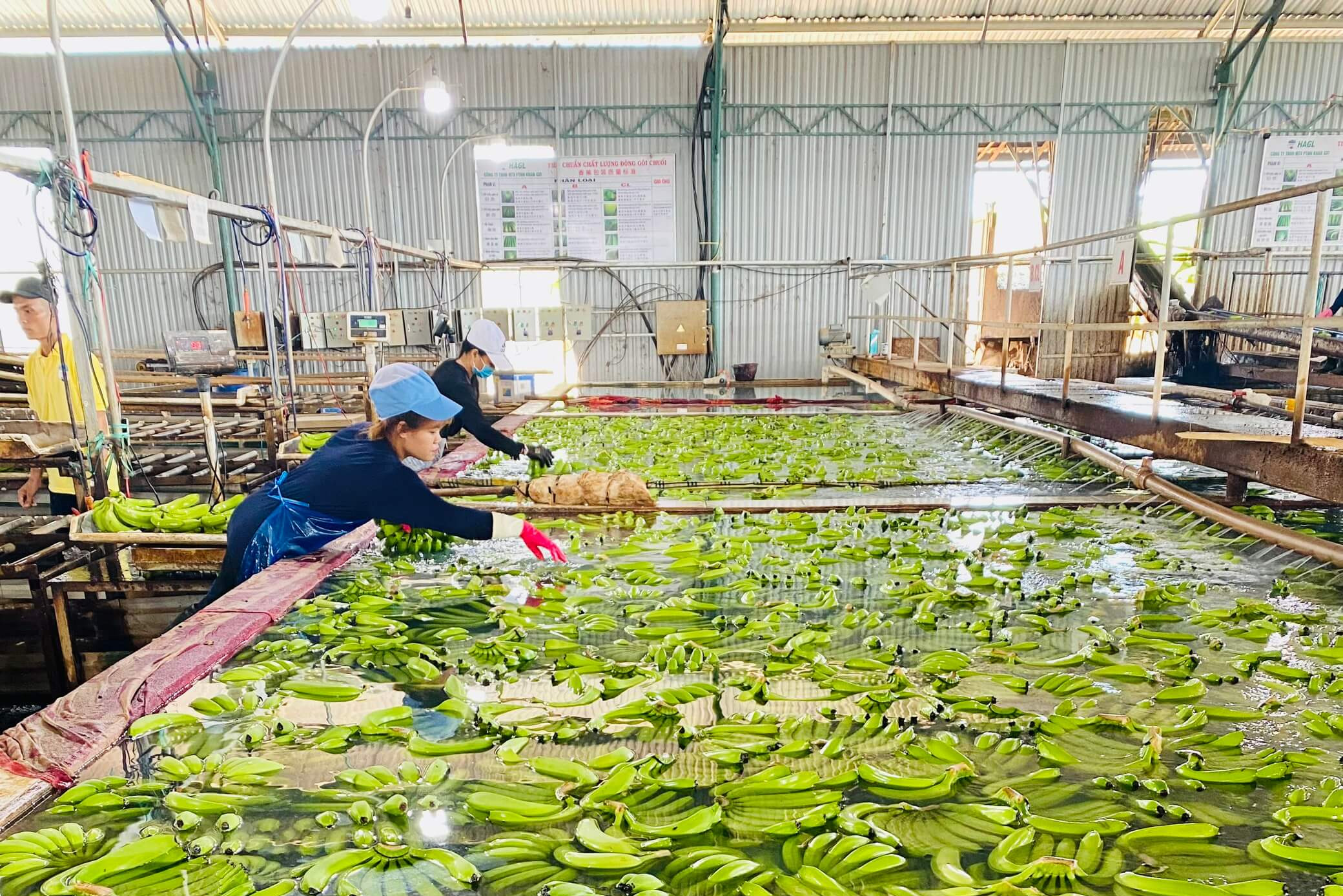 HAG cho biết, ngành trái cây đạt 210 tỷ đồng với sản lượng đạt 19.345 tấn.