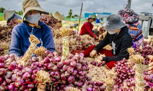 Xuất khẩu hành tím gặp khó do sức mua của thị trường suy giảm