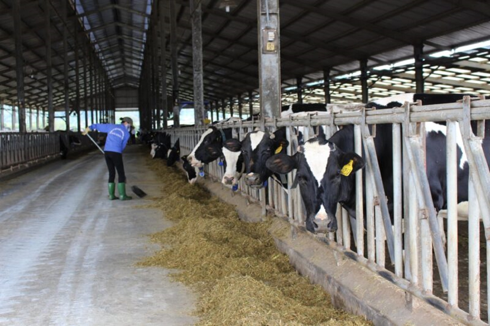 Có thể sử dụng phụ phẩm trồng trọt (rơm rạ) là thức ăn cho bò