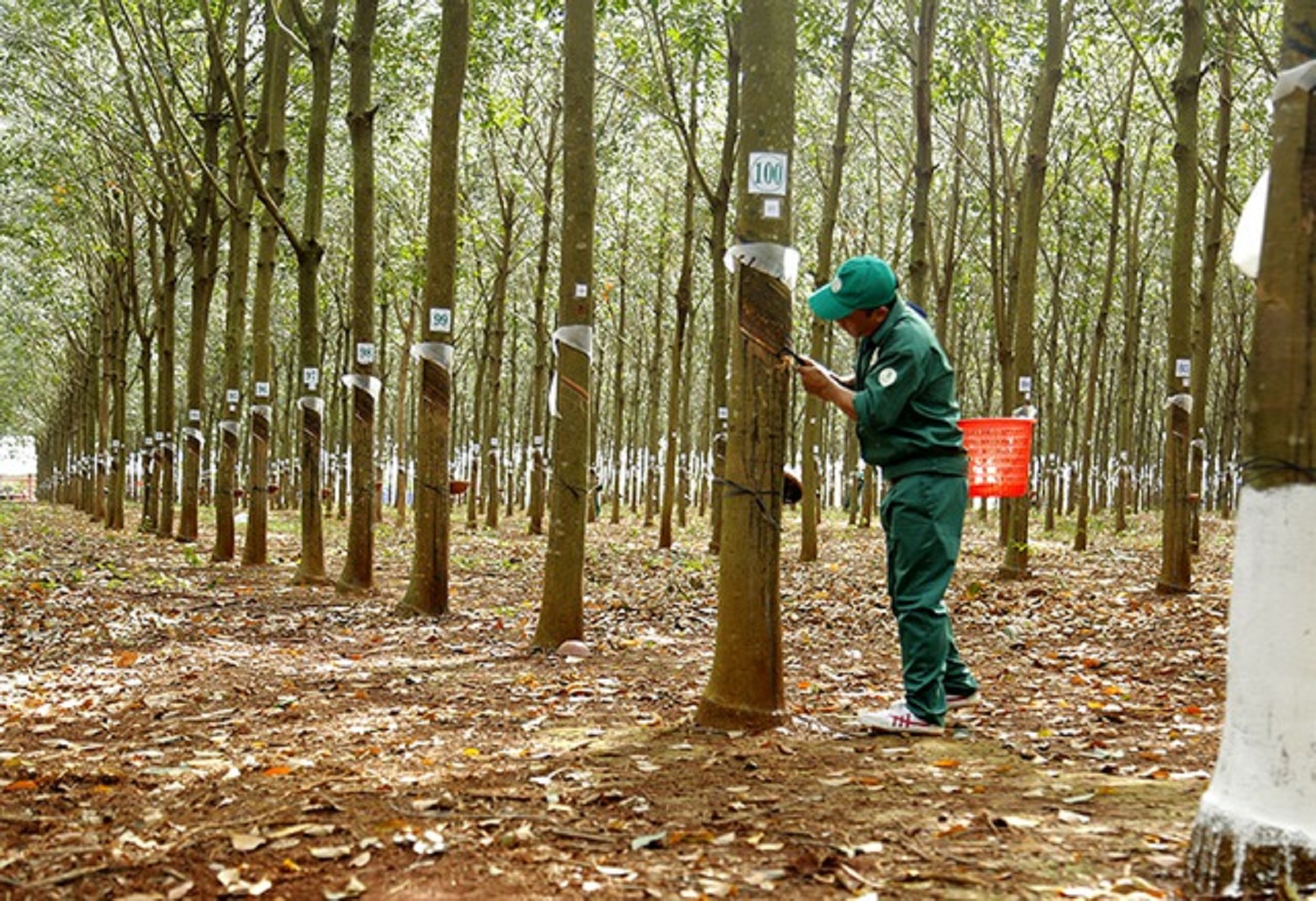 Giá cao su xuất khẩu đang đi xuống.