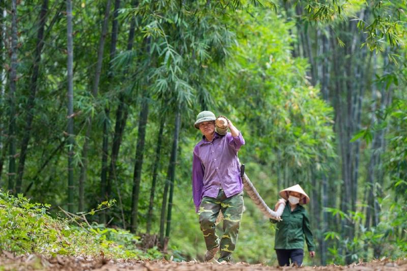 Nông dân trồng, khai thác tre đã tăng thu nhập nhờ tham gia chuỗi giá trị tre. Ảnh: Oxfam.
