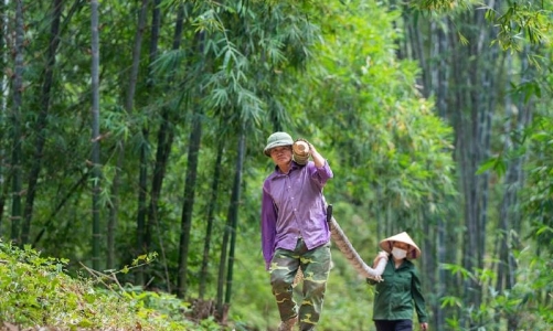 Hơn 34 nghìn nông dân đã tăng thu nhập từ chuỗi giá trị nghêu và tre