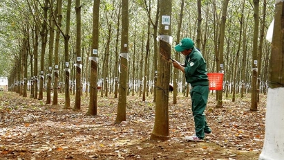 Rubber export prices continue downwards