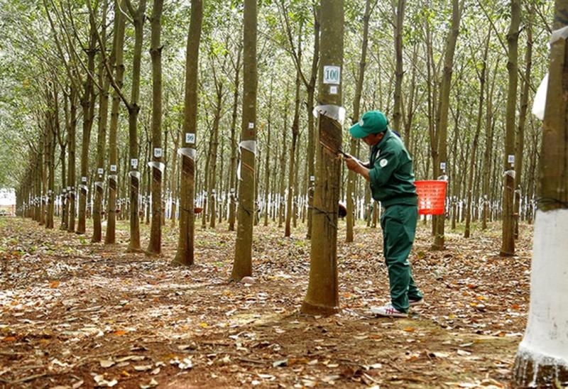 Rubber export prices continue downwards
