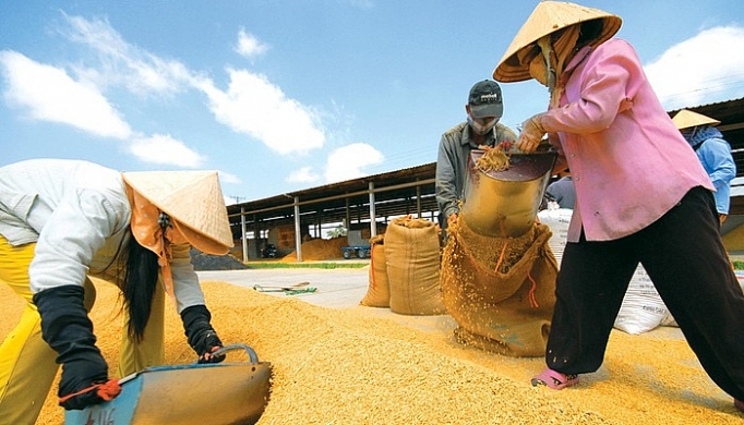 Ngân hàng Nhà nước yêu cầu hệ thống đảm bảo đáp ứng đầy đủ, kịp thời nhu cầu vốn đối với thu mua, kinh doanh thóc, gạo...