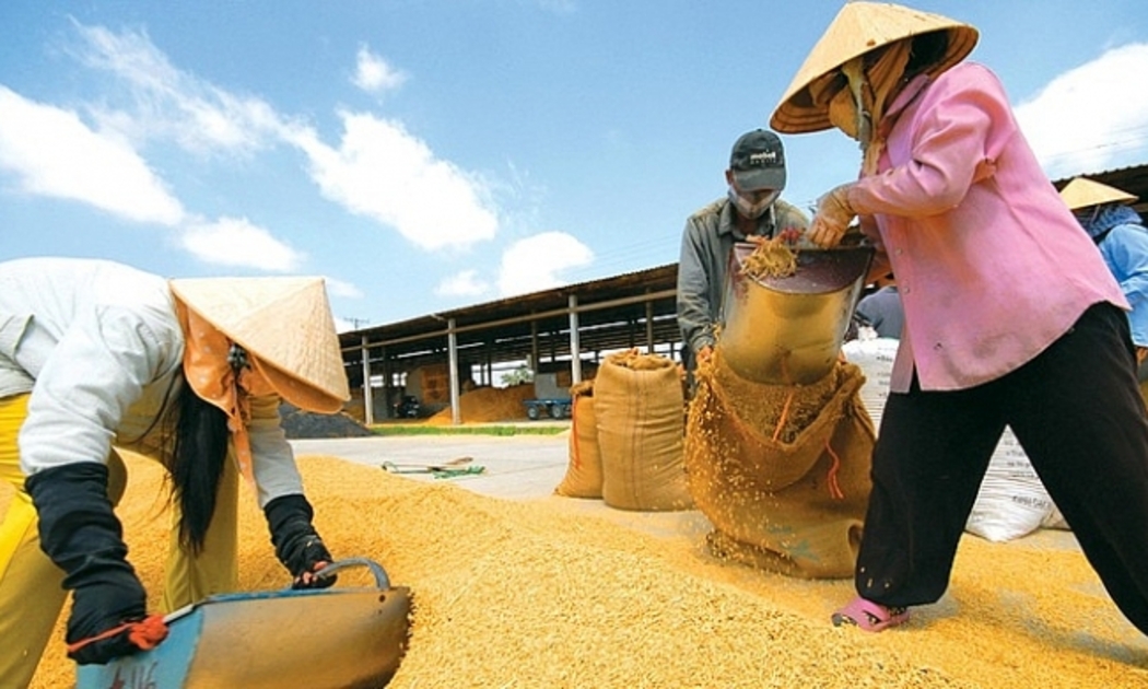 Ngân hàng Nhà nước yêu cầu hệ thống đảm bảo đáp ứng đầy đủ, kịp thời nhu cầu vốn đối với thu mua, kinh doanh thóc, gạo...