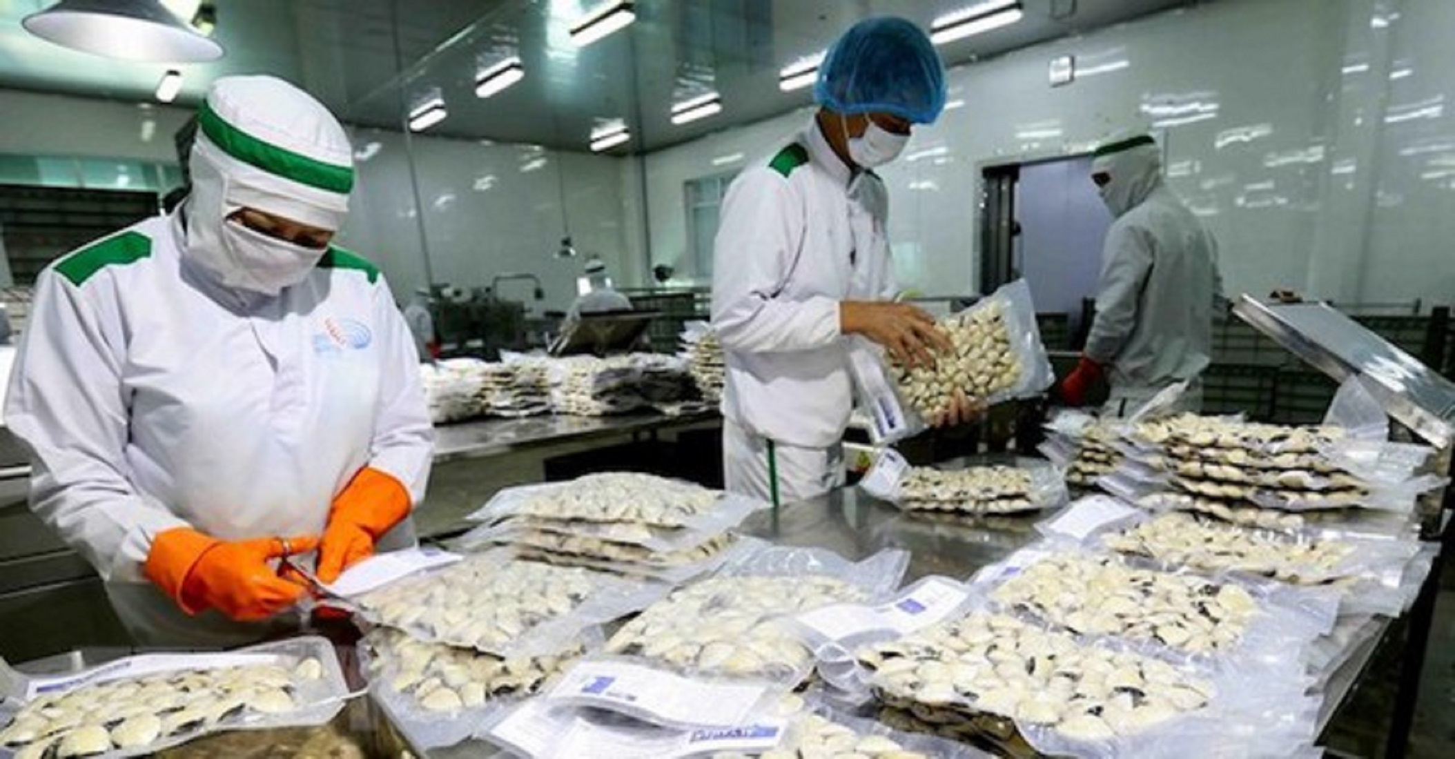 Nghêu trắng Việt Nam khẳng định vị thế "số 1" thế giới.