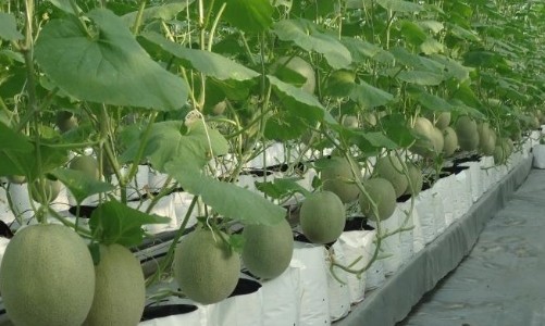 4 nhiệm vụ trọng tâm về ứng dụng khoa học công nghệ xây dựng nông thôn mới của TP.HCM