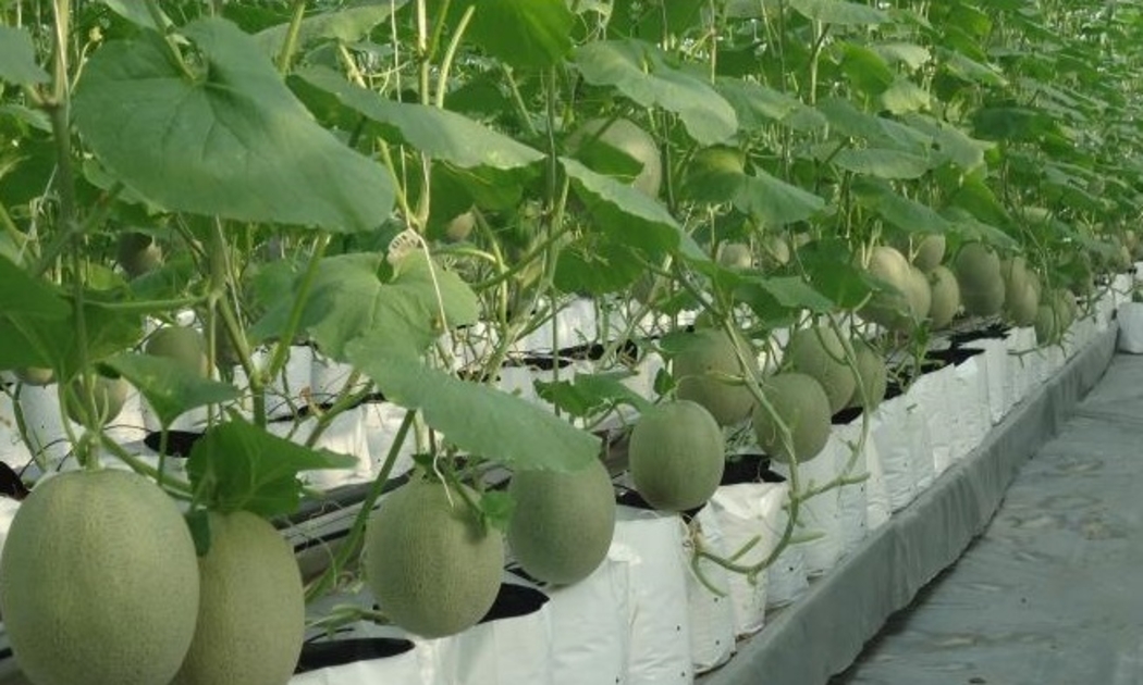 Trồng dưa lưới trong nhà màng ở Khu Nông nghiệp Công nghệ cao TP.HCM. (Ảnh minh họa).