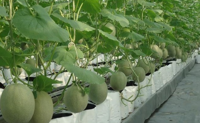 Trồng dưa lưới trong nhà màng ở Khu Nông nghiệp Công nghệ cao TP.HCM. (Ảnh minh họa).