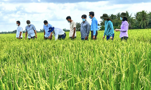 Đề án 1 triệu ha lúa chất lượng cao sẽ có nguồn hỗ trợ 120 triệu USD từ World Bank