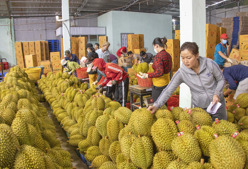 Năm 2022 Trung Quốc mở cửa cho sầu riêng Việt Nam xuất khẩu vào nước này.