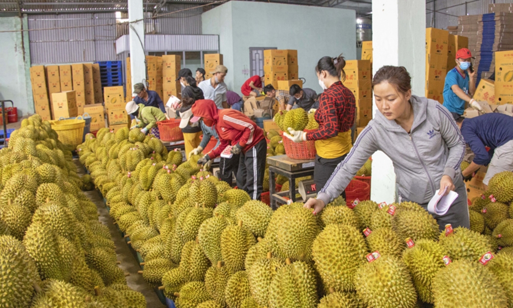 Năm 2022 Trung Quốc mở cửa cho sầu riêng Việt Nam xuất khẩu vào nước này.