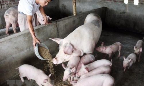 Chăn nuôi nông hộ trước nguy cơ bị “xóa sổ”