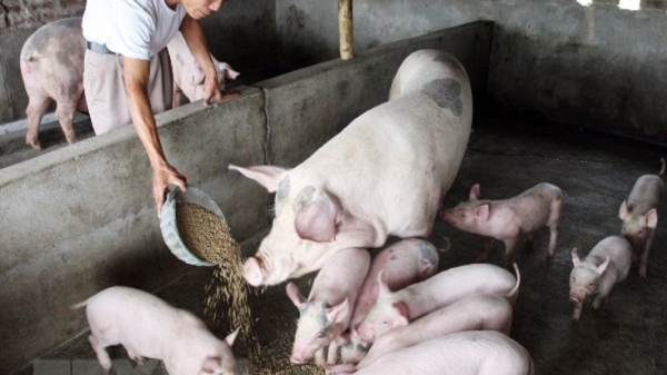 Chăn nuôi nông hộ trước nguy cơ bị “xóa sổ”