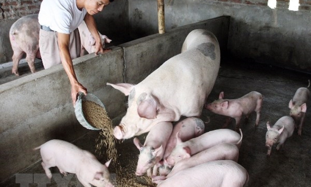 Chăn nuôi nông hộ đang lao đao