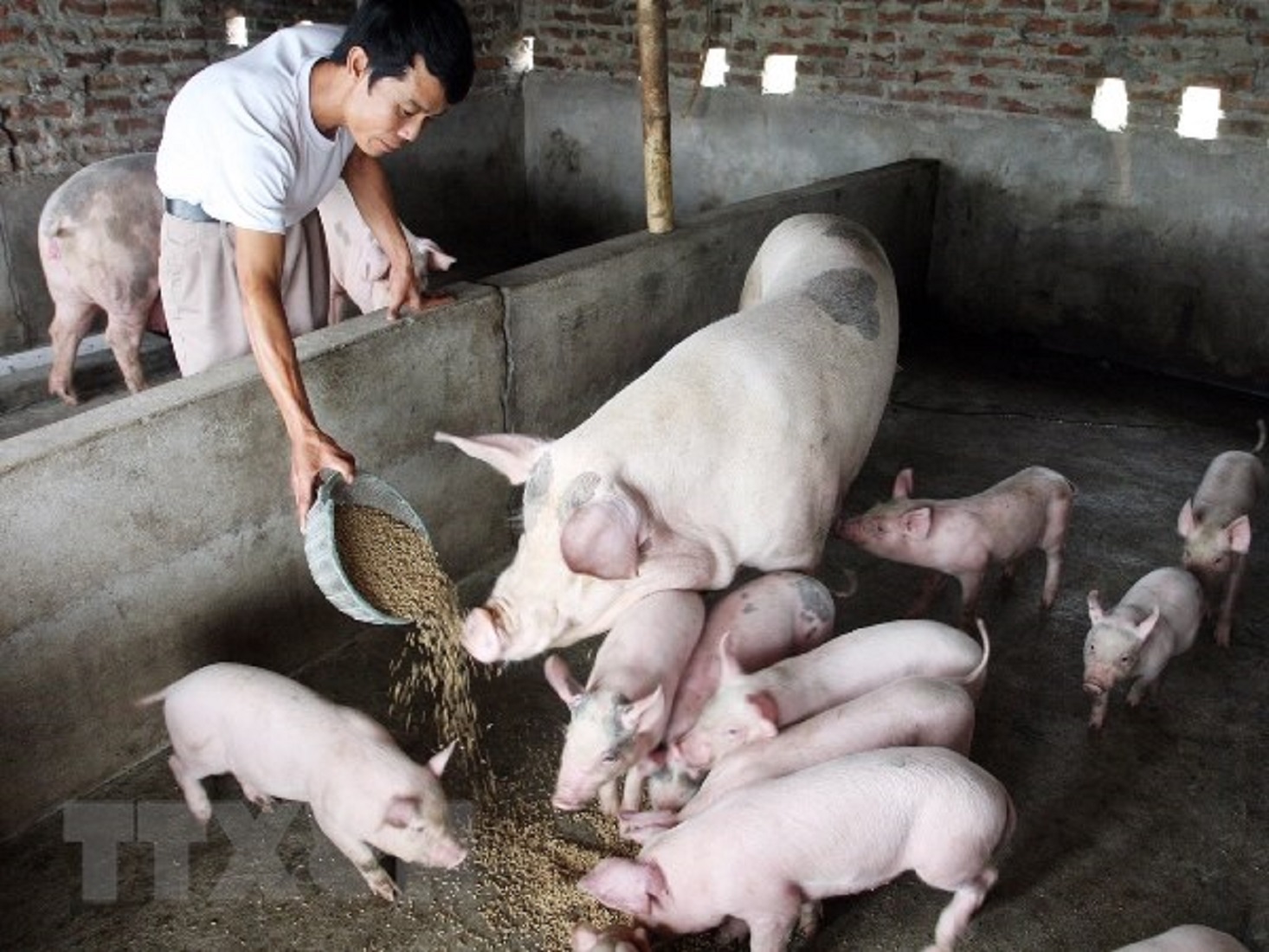 Chăn nuôi nông hộ đang lao đao