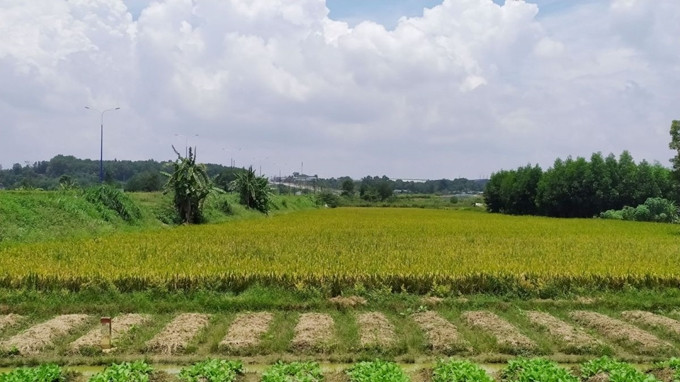 Ảnh minh họa.