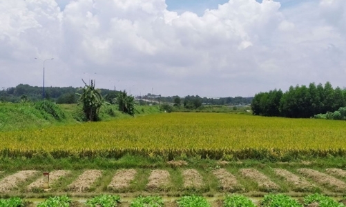 Long An được chuyển đổi 65 ha đất lúa để thực hiện dự án