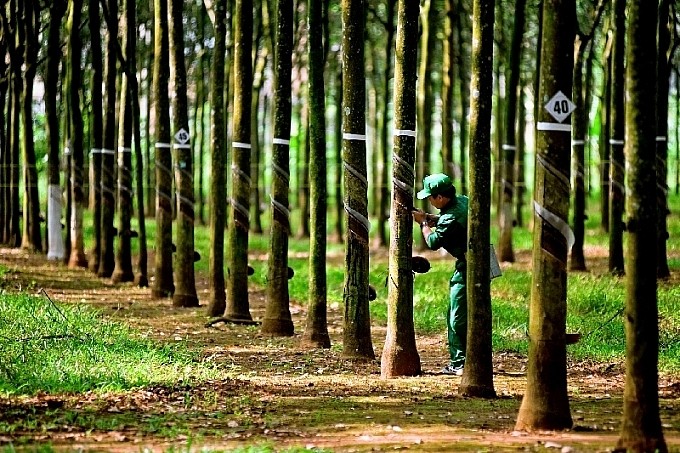 Sản phẩm cốt lõi của VRG đang giảm giá khiến Tập đoàn này gặp khó