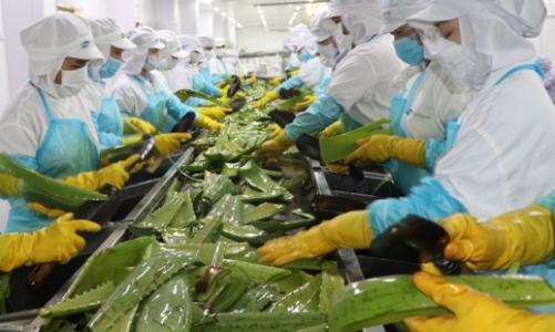 GCF tăng vốn lên 360 tỷ đồng và niêm yết trên HOSE vào cuối năm 2023