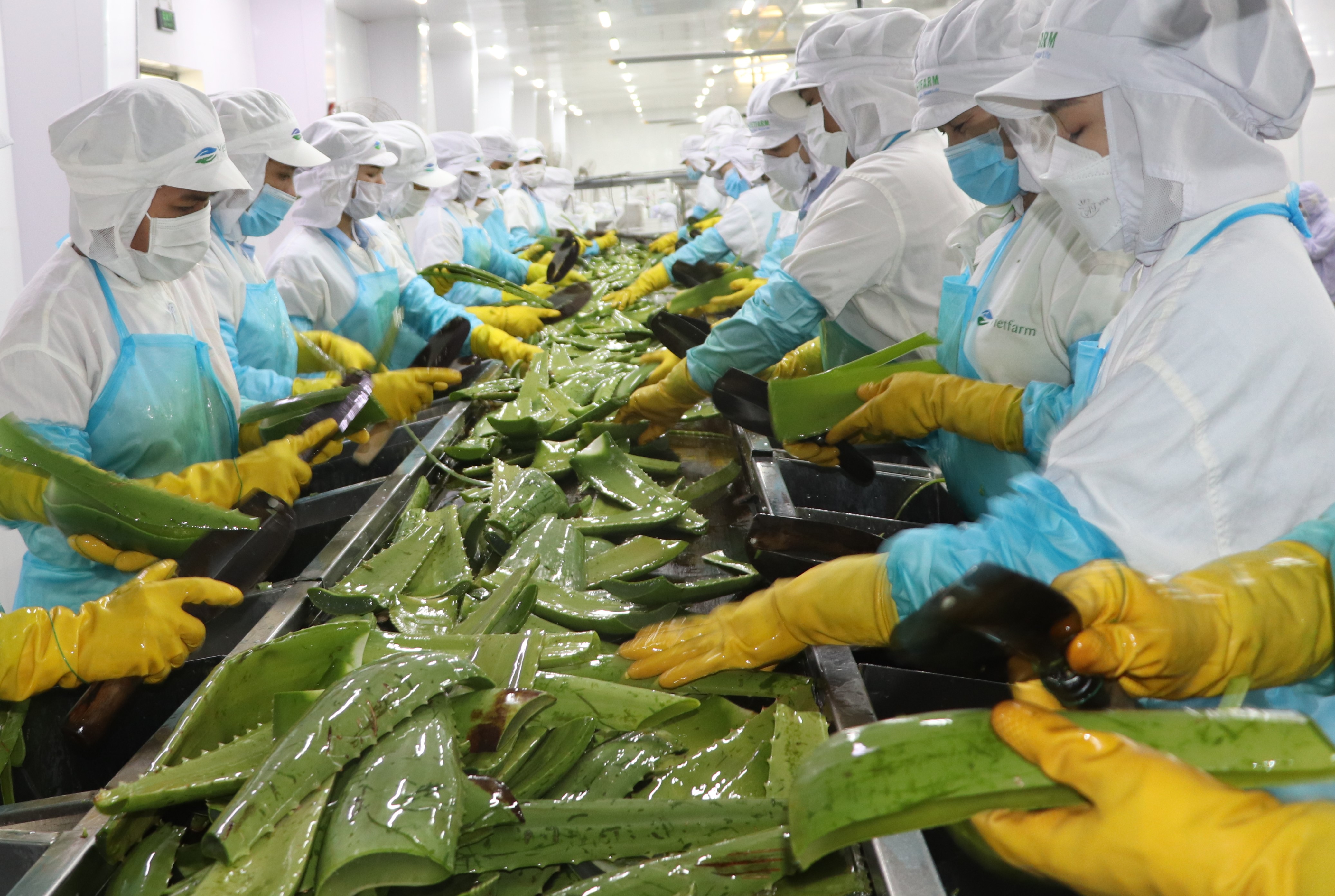 Năng lực sản xuất thạch nha đam của GCF lên đến 35.000 tấn/năm, xuất khẩu đi các thị trường EU, Nhật Bản, Hàn Quốc, Mỹ, Đông Nam Á...