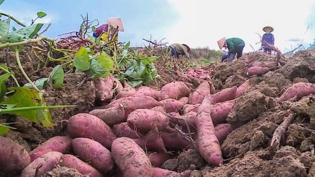 First batch of sweet potatoes to be exported to China next month