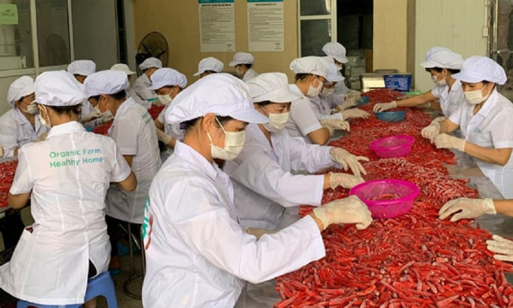 Ớt Việt Nam được ưa chuộng tại thị trường Hàn Quốc.