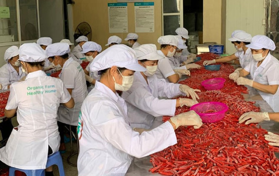 Ớt Việt Nam được ưa chuộng tại thị trường Hàn Quốc.