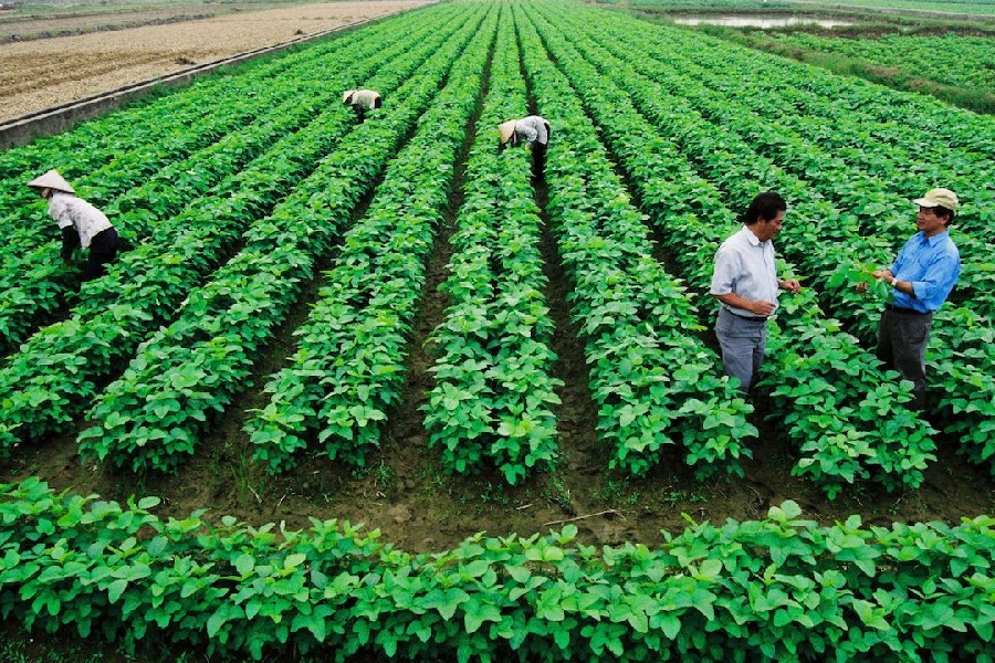 Phát triển kinh tế tập thể, hợp tác xã đang từng bước trở thành động lực phát triển kinh tế của các địa phương, đặc biệt trong sản xuất nông nghiệp.